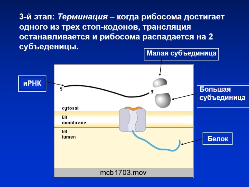 3-й этап: Терминация – когда рибосома достигает одного из трех стоп-кодонов, трансляция останавливается и 3-й этап: Терминация – когда рибосома достигает одного из трех стоп-кодонов, трансляция останавливается и